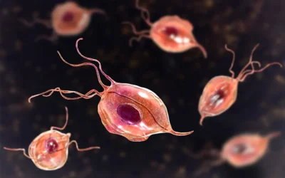 Trichomonas Vaginalis
